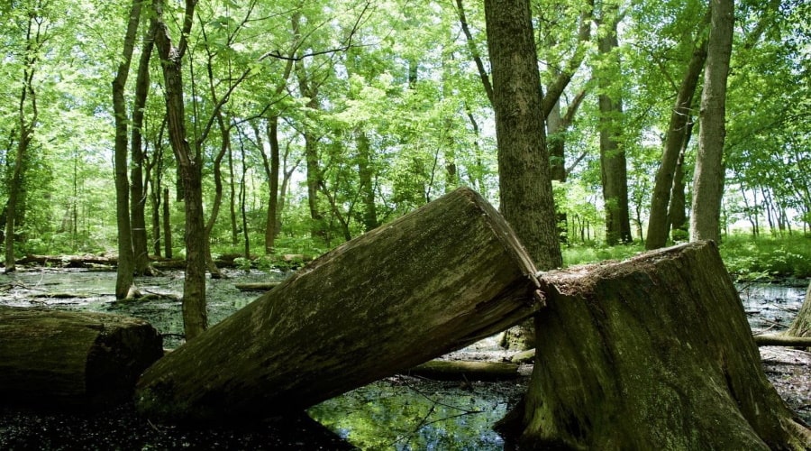 Tree Removal Service