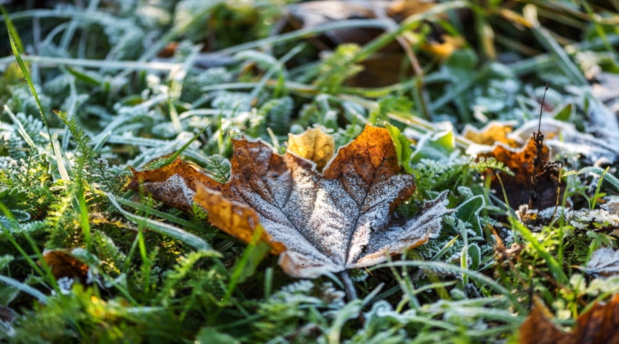 fall lawn maintenance