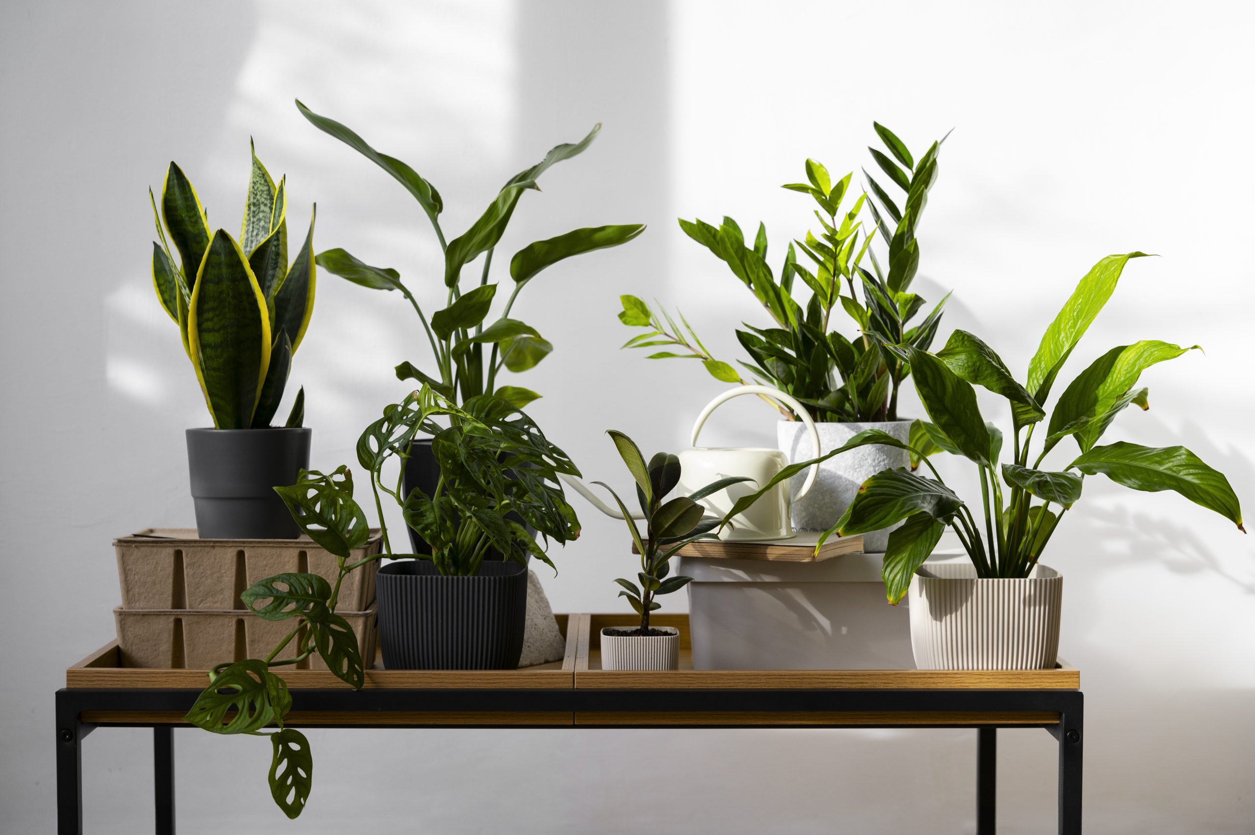 house plant