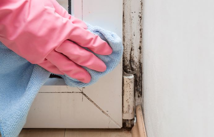 prevent mold