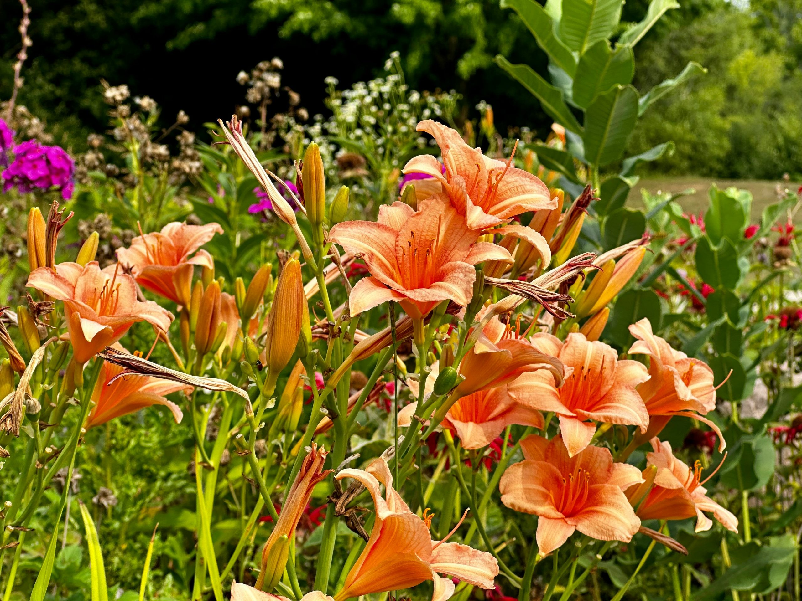 beautiful and blooming Daylily flowers